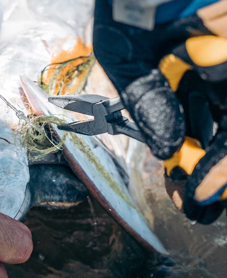 Apex Needle Nose Plier
